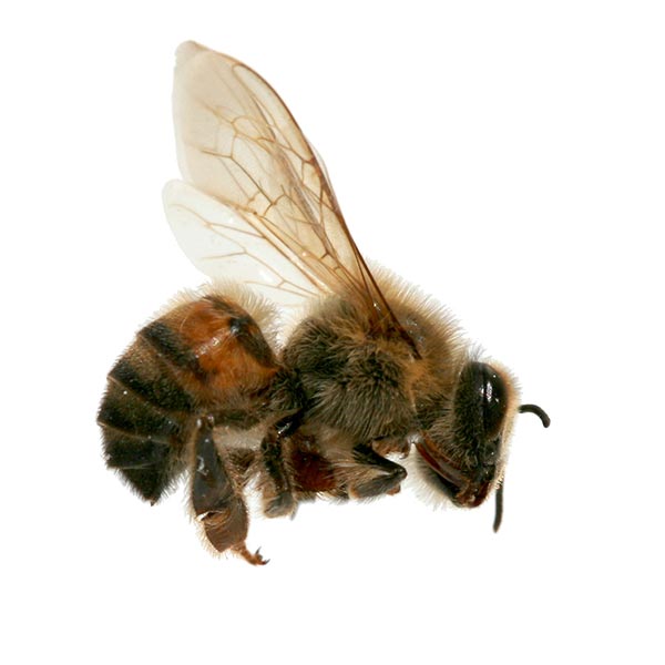 Africanized Honey Bee identification in Millington, TN; Inman-Murphy Termite & Pest Control