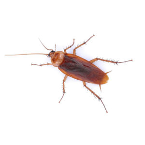 American Cockroach identification in Millington, TN; Inman-Murphy Termite & Pest Control