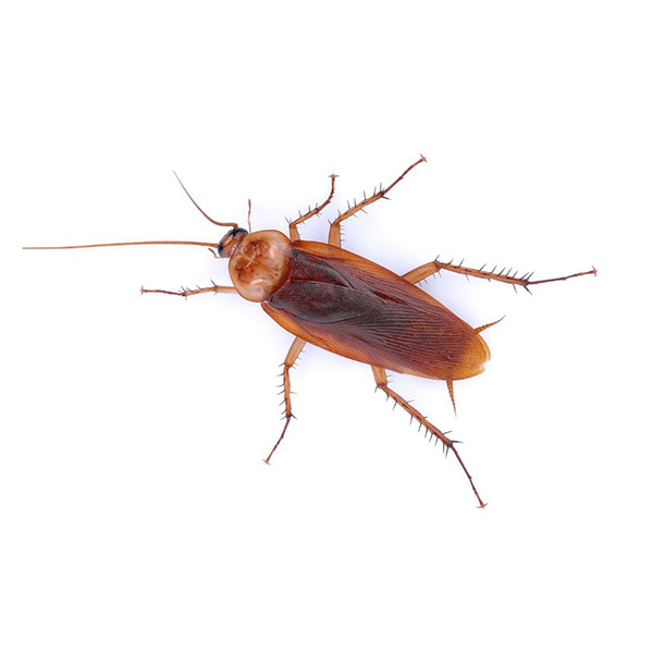 American Cockroach identification in Millington, TN; Inman-Murphy Termite & Pest Control