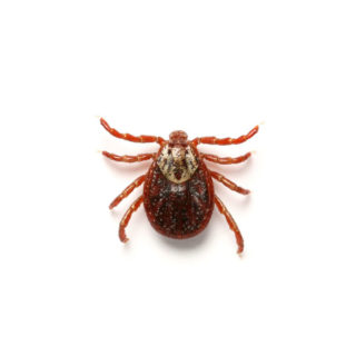 Tick identification in