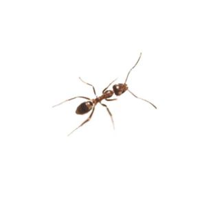 Argentine Ant identification in Millington, TN; Inman-Murphy Termite & Pest Control