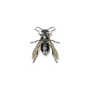 Bald-Faced Hornet identification in Millington, TN; Inman-Murphy Termite & Pest Control