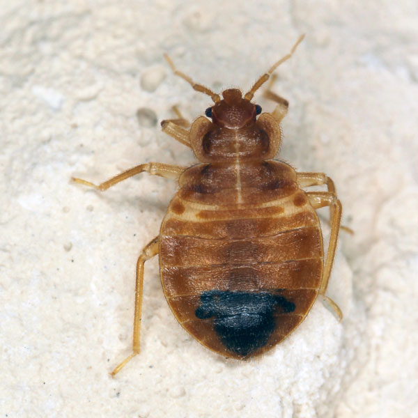 Bed bug identification in