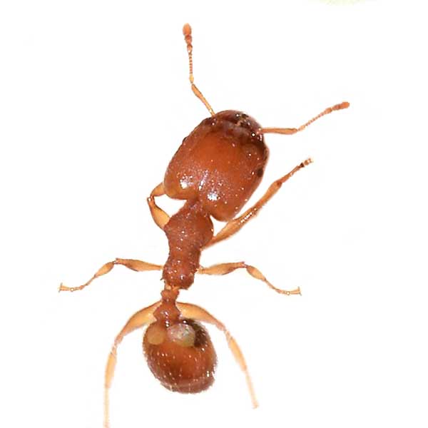 Bigheaded Ant identification in Millington, TN; Inman-Murphy Termite & Pest Control