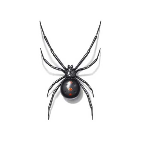 Black Widow Spider identification in Millington, TN; Inman-Murphy Termite & Pest Control
