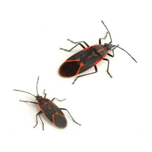 Boxelder Bug identification in Millington, TN; Inman-Murphy Termite & Pest Control