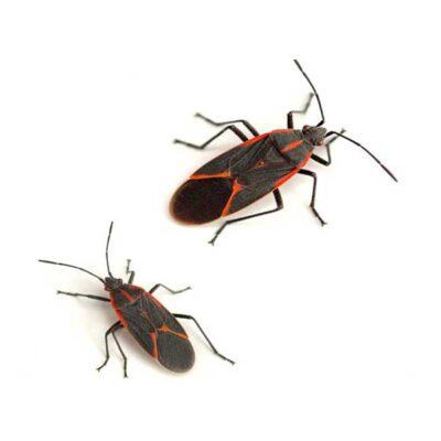 Boxelder Bug | Inman-Murphy Termite & Pest Control serving Millington, Tennessee