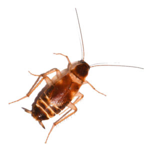 Brown-Banded Cockroach identification in Millington, TN; Inman-Murphy Termite & Pest Control