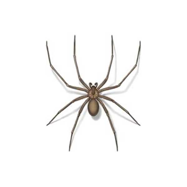 Brown Recluse Spider identification in Millington, TN; Inman-Murphy Termite & Pest Control