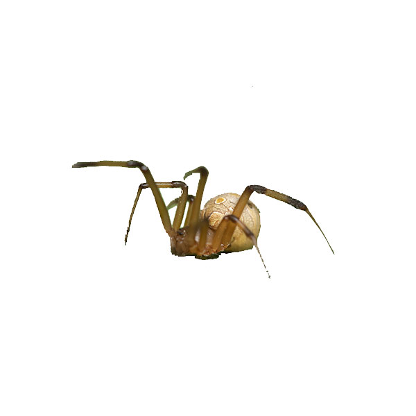 Brown Widow Spider identification in Millington, TN; Inman-Murphy Termite & Pest Control