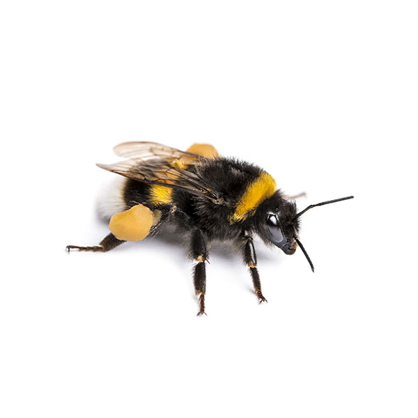 Bumblebee identification in Millington, TN; Inman-Murphy Termite & Pest Control