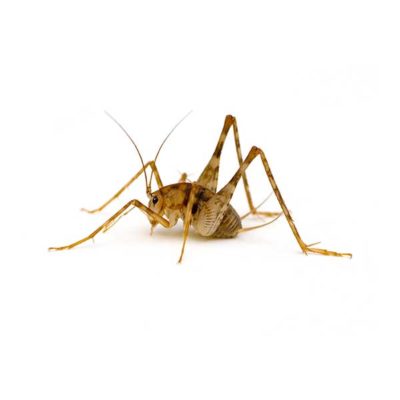 Camel Cricket identification in Millington, TN; Inman-Murphy Termite & Pest Control