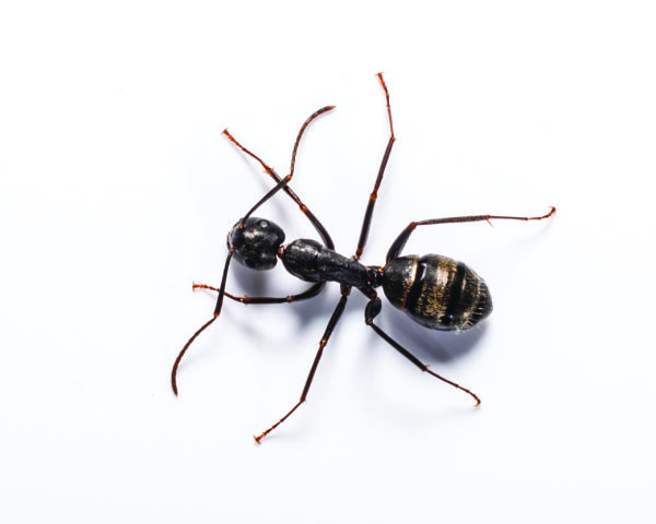 Carpenter Ant identification in Millington, TN; Inman-Murphy Termite & Pest Control