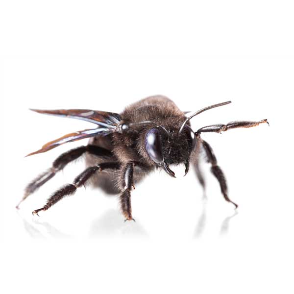 Carpenter Bee identification in Millington, TN; Inman-Murphy Termite & Pest Control