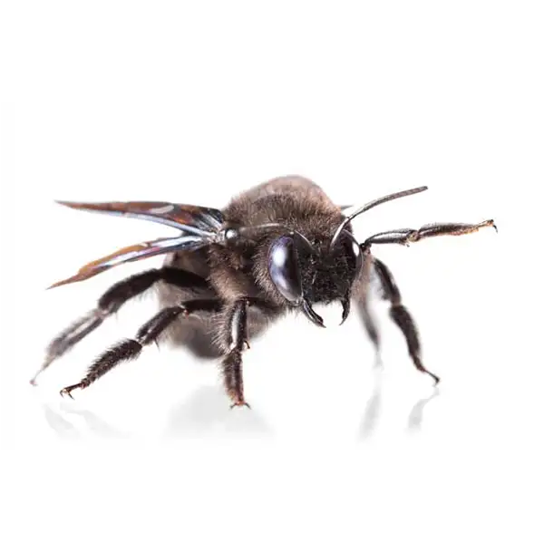 Carpenter Bee | Inman-Murphy Termite & Pest Control serving Millington, Tennessee