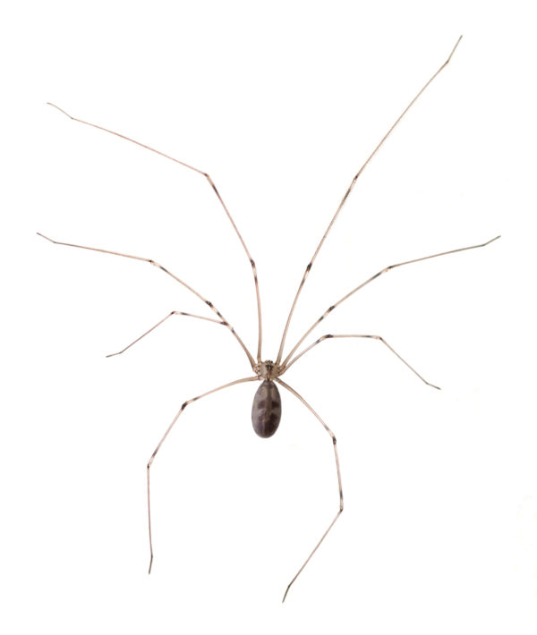 Cellar Spider identification in Millington, TN; Inman-Murphy Termite & Pest Control