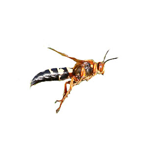 Wasp identification in
