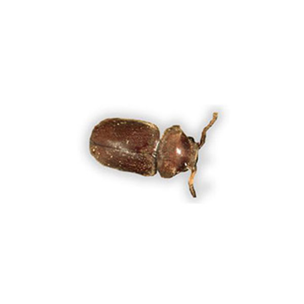 Beetle identification in