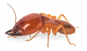 Closeup of subterranean termite on white background