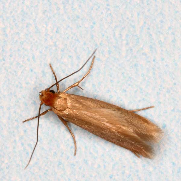 Clothes Moth identification in Millington, TN; Inman-Murphy Termite & Pest Control