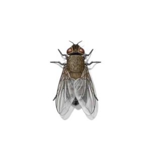 Fly identification in