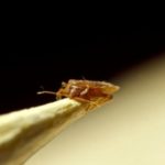 8 Reasons Commercial Properties Need a Bedbug Exterminator