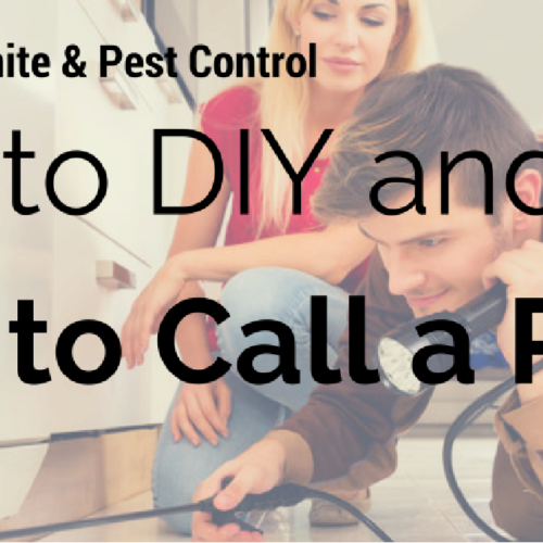 Best Pest Control Tips for Summer in Memphis InmanMurphy Pest Control