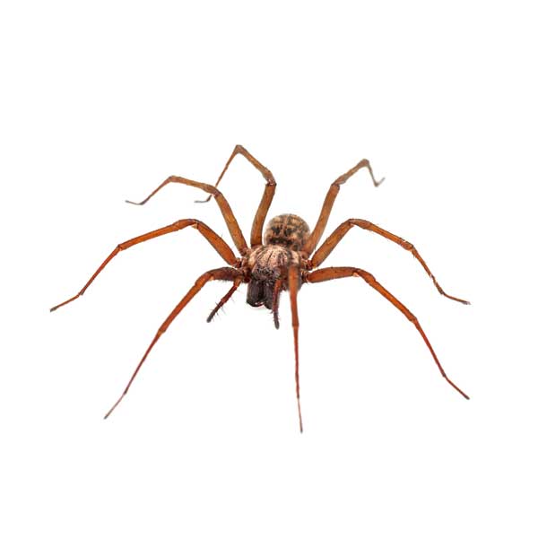 House Spider identification in Millington, TN; Inman-Murphy Termite & Pest Control