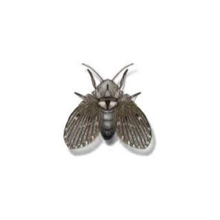 Fly identification in