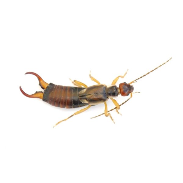 Earwig identification in Millington, TN; Inman-Murphy Termite & Pest Control