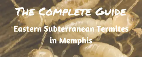 The Complete Guide: Eastern Subterranean Termites in Memphis - Inman-Murphy Termite and Pest Control