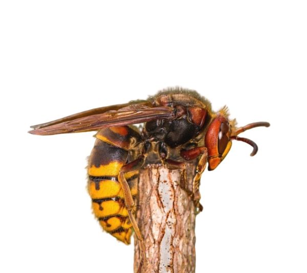 European Hornet identification in Millington, TN; Inman-Murphy Termite & Pest Control