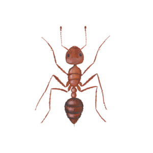 Fire Ant identification in Millington, TN; Inman-Murphy Termite & Pest Control