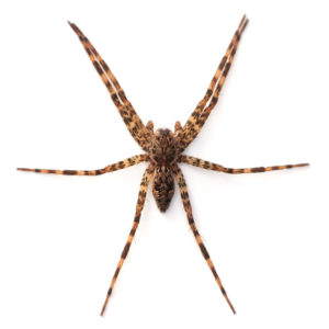 Fishing Spider identification in Millington, TN; Inman-Murphy Termite & Pest Control