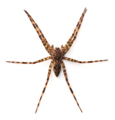 Fishing Spider identification in Millington, TN; Inman-Murphy Termite & Pest Control