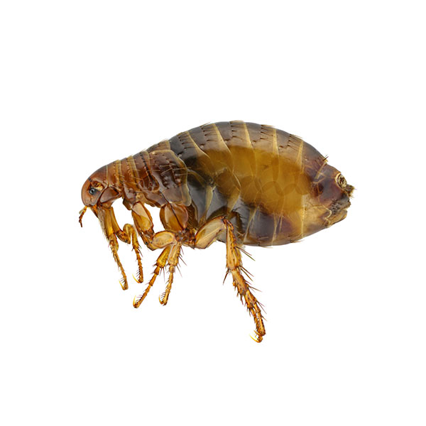 Flea identification in