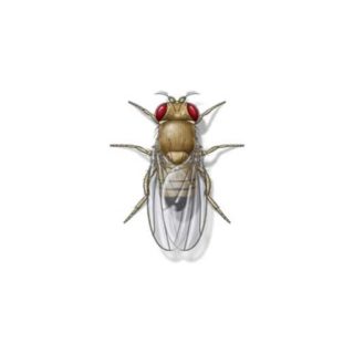 Fly identification in