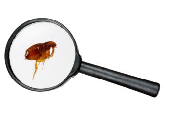 Flea shown under magnification