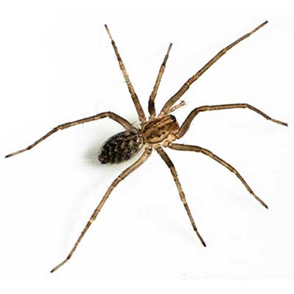 Giant House Spider identification in Millington, TN; Inman-Murphy Termite & Pest Control