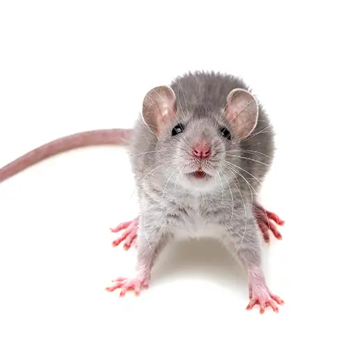 A gray rat on a white background - Keep pests away from your home with Inman-Murphy Inc