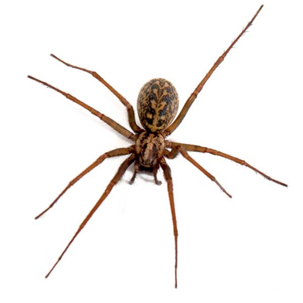 Hobo Spider identification in Millington, TN; Inman-Murphy Termite & Pest Control