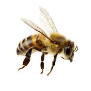 Honey Bee identification in Millington, TN; Inman-Murphy Termite & Pest Control