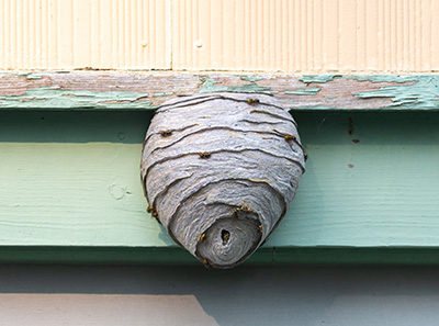 hornet nest from Inman-Murphy | Cockroach Control in TN