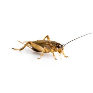 House Cricket identification in Millington, TN; Inman-Murphy Termite & Pest Control