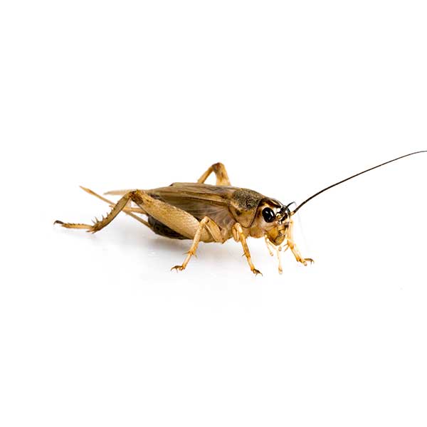 House Cricket identification in Millington, TN; Inman-Murphy Termite & Pest Control