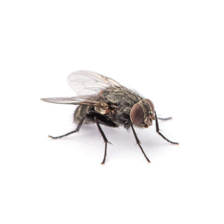 Fly identification in