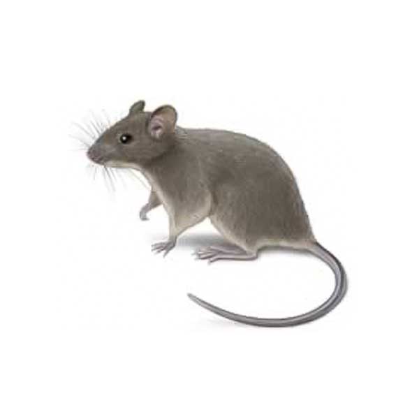 House Mouse identification in Millington, TN; Inman-Murphy Termite & Pest Control