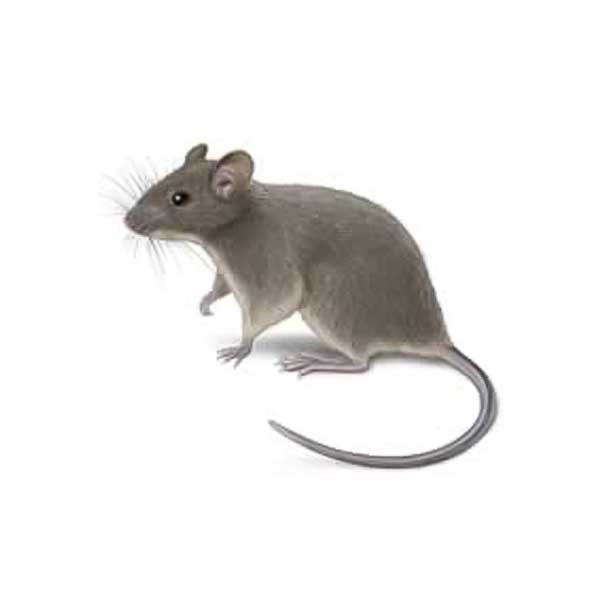 House Mouse | Inman-Murphy Termite & Pest Control serving Millington, Tennessee