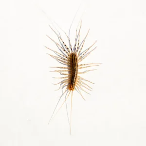 House Centipede identification in Millington, TN; Inman-Murphy Termite & Pest Control