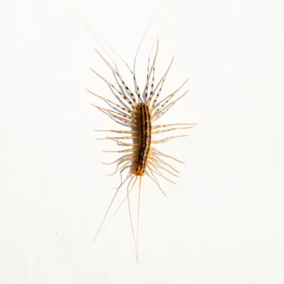 House Centipede identification in Millington, TN; Inman-Murphy Termite & Pest Control